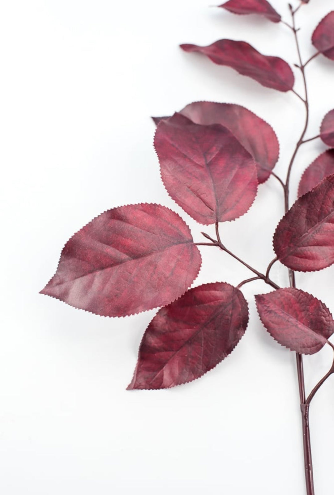 Salal leaves spray - burgundy - Greenery Market215500