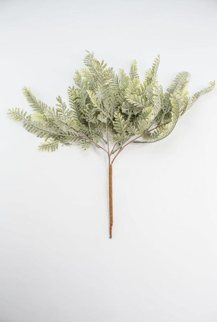 Sawtooth fern bush - Greenery MarketgreeneryMTF23947