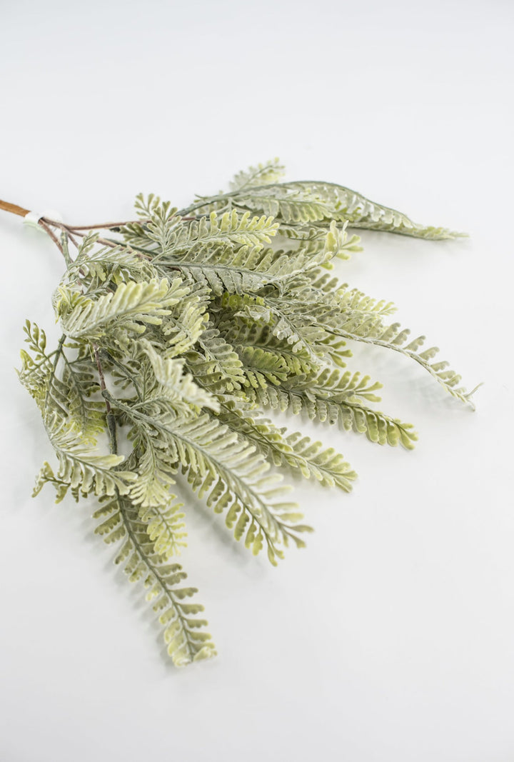 Sawtooth fern bush - Greenery MarketgreeneryMTF23947
