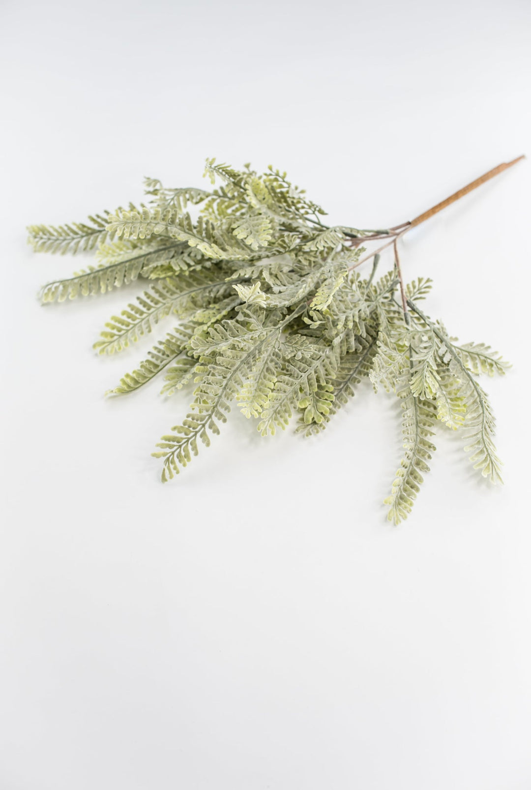 Sawtooth fern bush - Greenery MarketgreeneryMTF23947