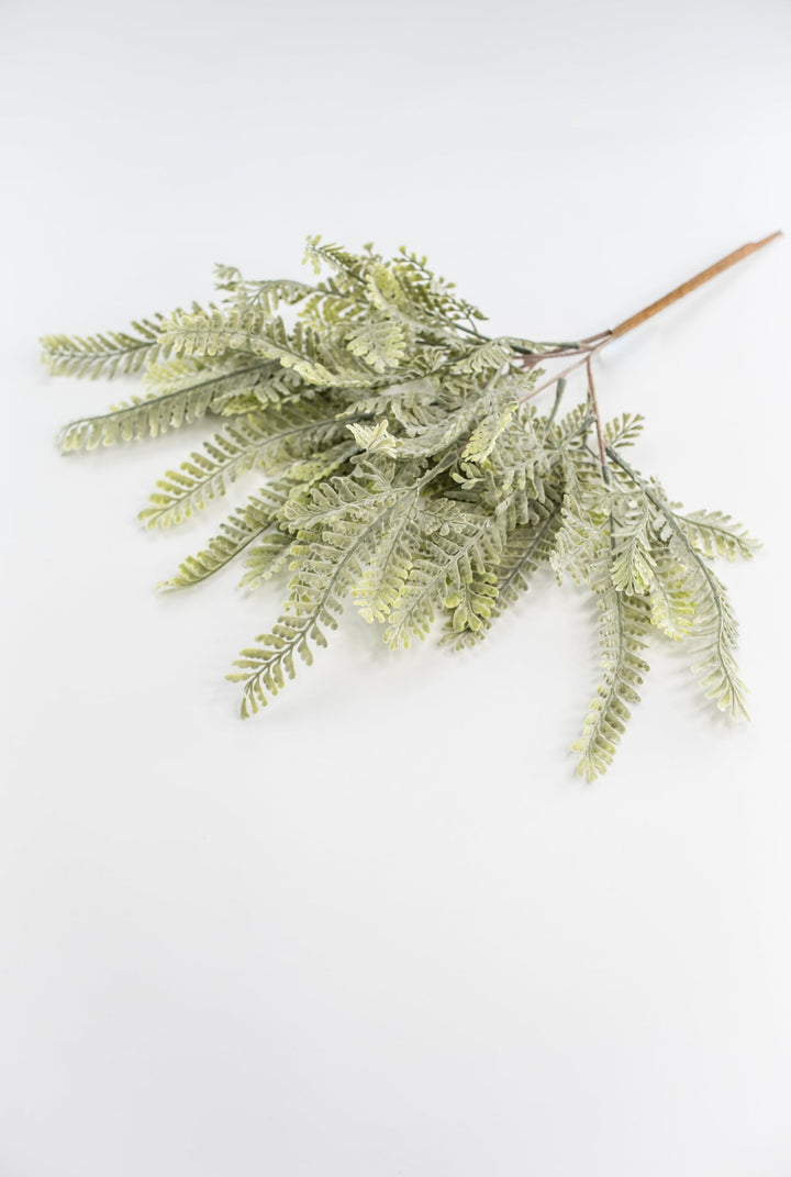 Sawtooth fern bush - Greenery MarketgreeneryMTF23947