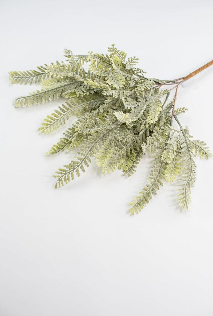 Sawtooth fern bush - Greenery MarketgreeneryMTF23947
