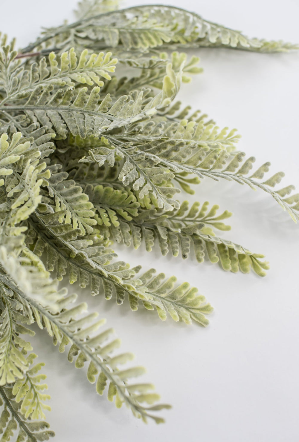 Sawtooth fern bush - Greenery MarketgreeneryMTF23947