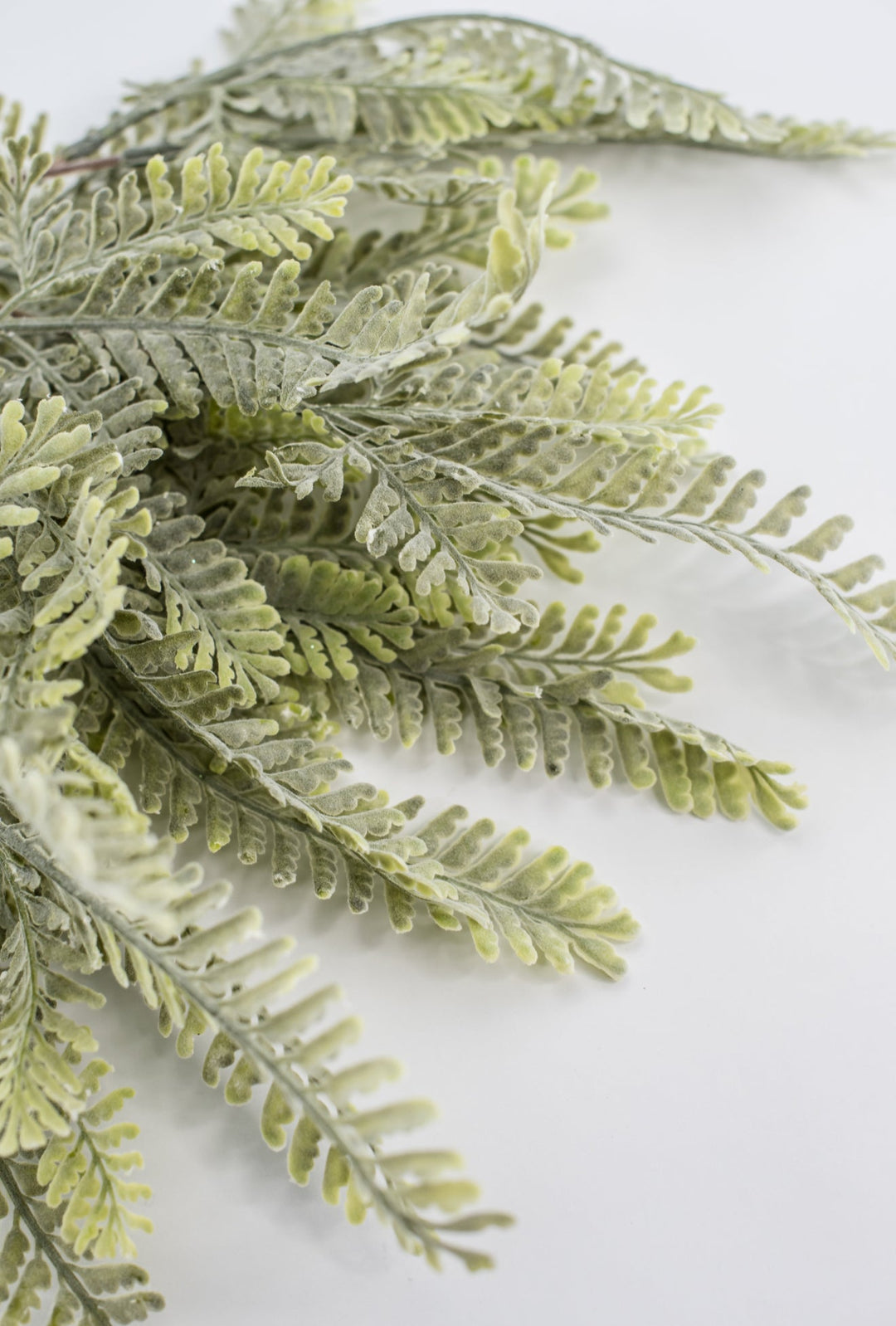 Sawtooth fern bush - Greenery MarketgreeneryMTF23947