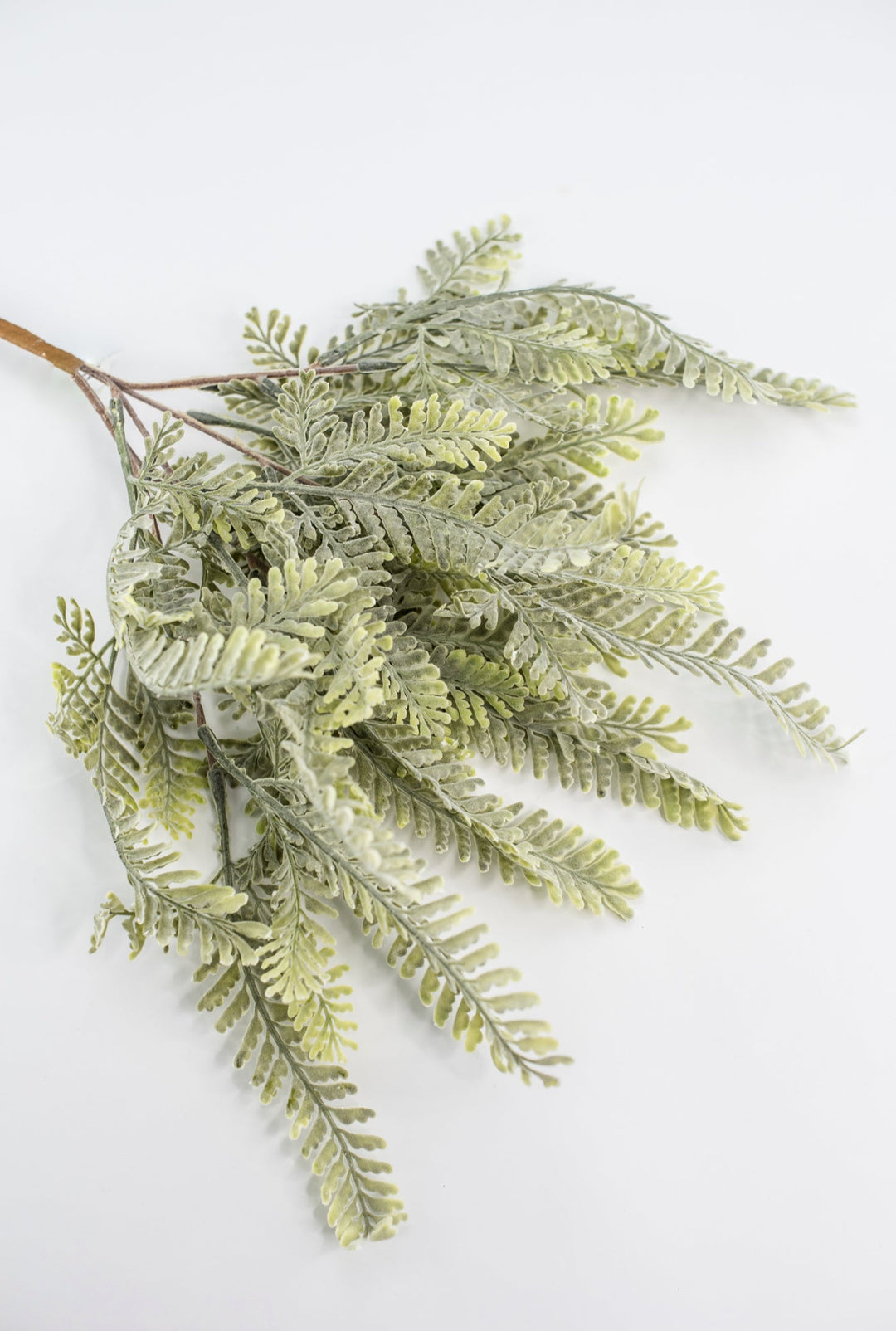 Sawtooth fern bush - Greenery MarketgreeneryMTF23947