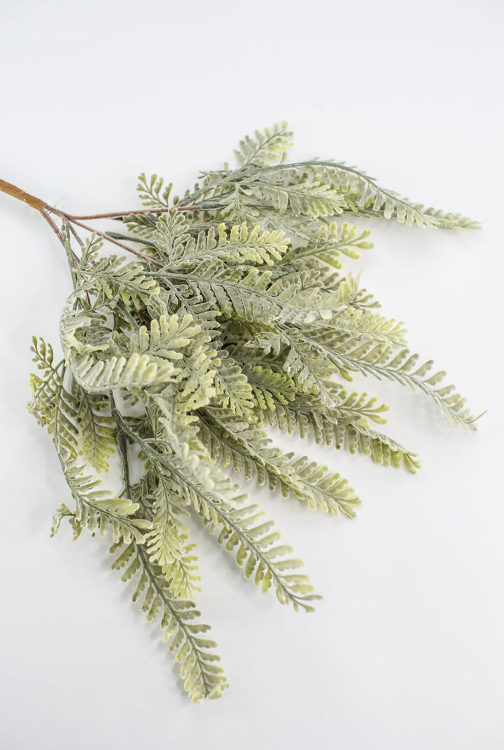 Sawtooth fern bush - Greenery MarketgreeneryMTF23947