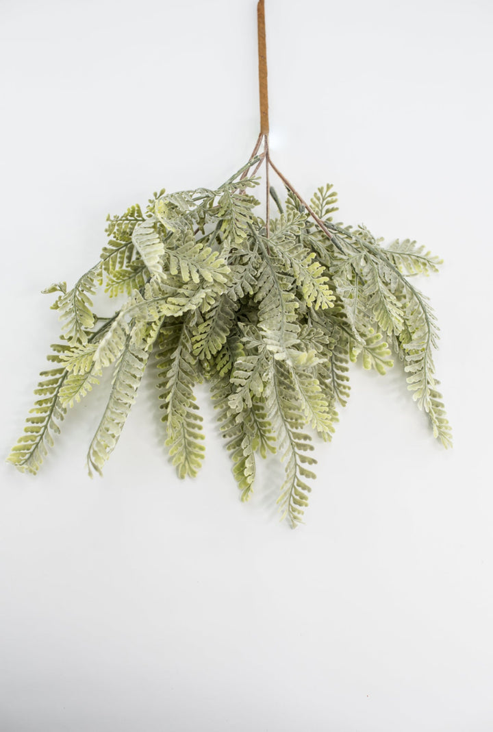Sawtooth fern bush - Greenery MarketgreeneryMTF23947