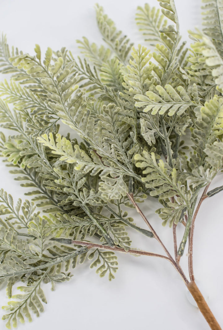 Sawtooth fern bush - Greenery MarketgreeneryMTF23947