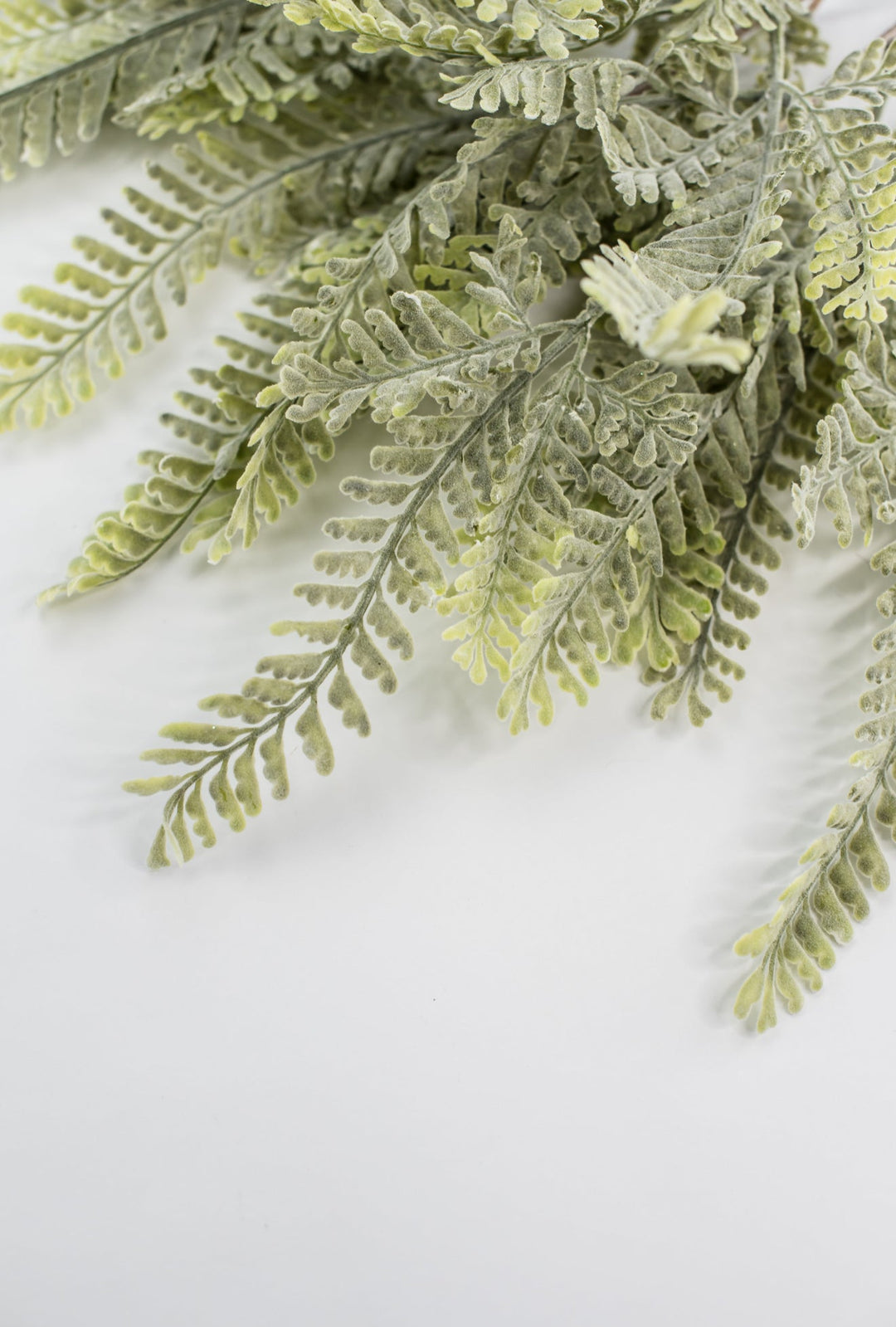 Sawtooth fern bush - Greenery MarketgreeneryMTF23947