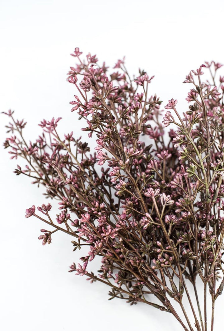 Seed bush - plum - Greenery Marketgreenery57095PU