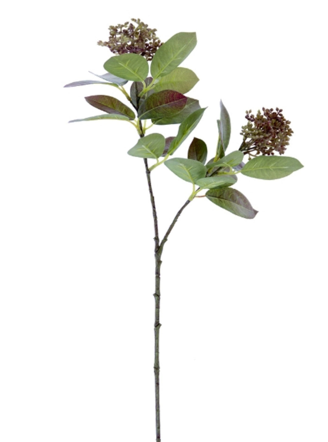Seeding leaf spray greenery - Greenery Marketgreenery2110139gb