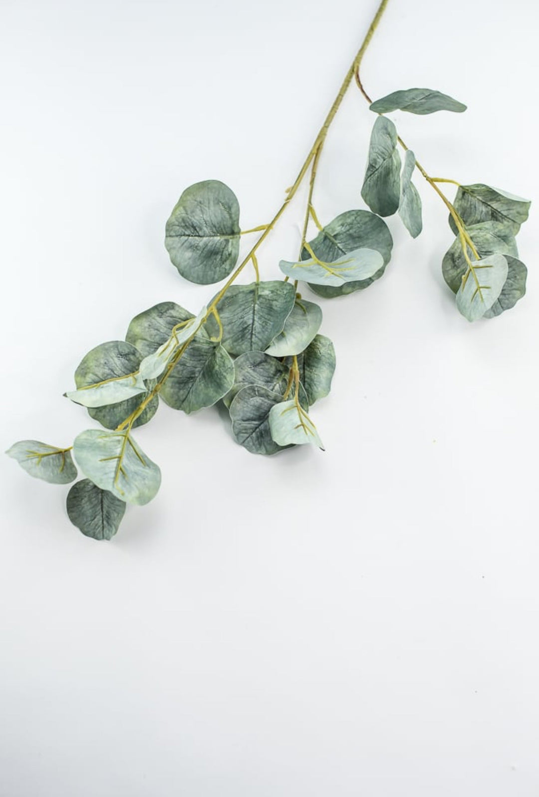 Silver dollar eucalyptus spray - Greenery MarketFL6122 - SG