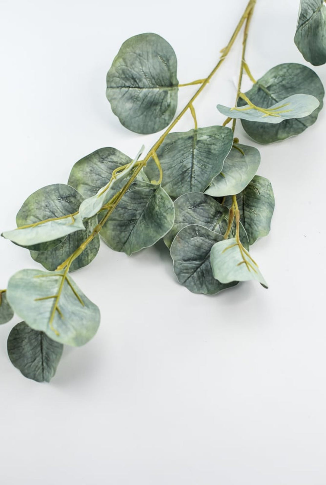 Silver dollar eucalyptus spray - Greenery MarketFL6122 - SG