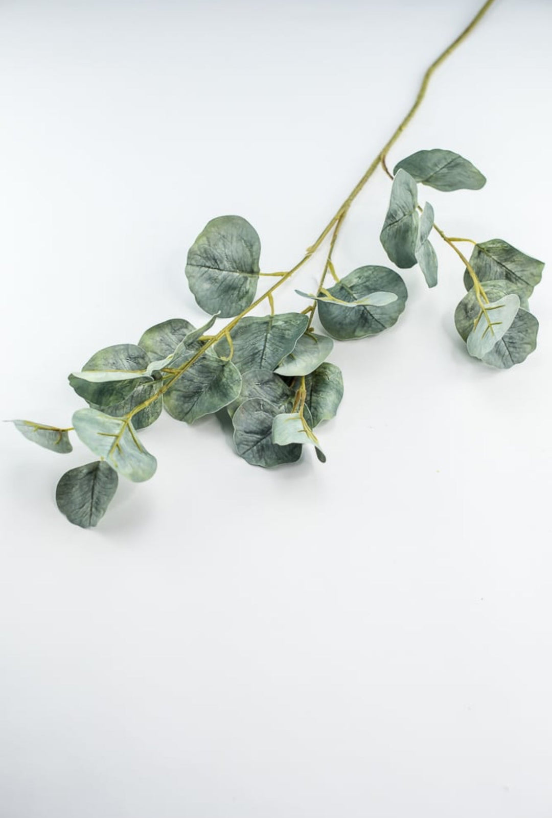 Silver dollar eucalyptus spray - Greenery MarketFL6122 - SG