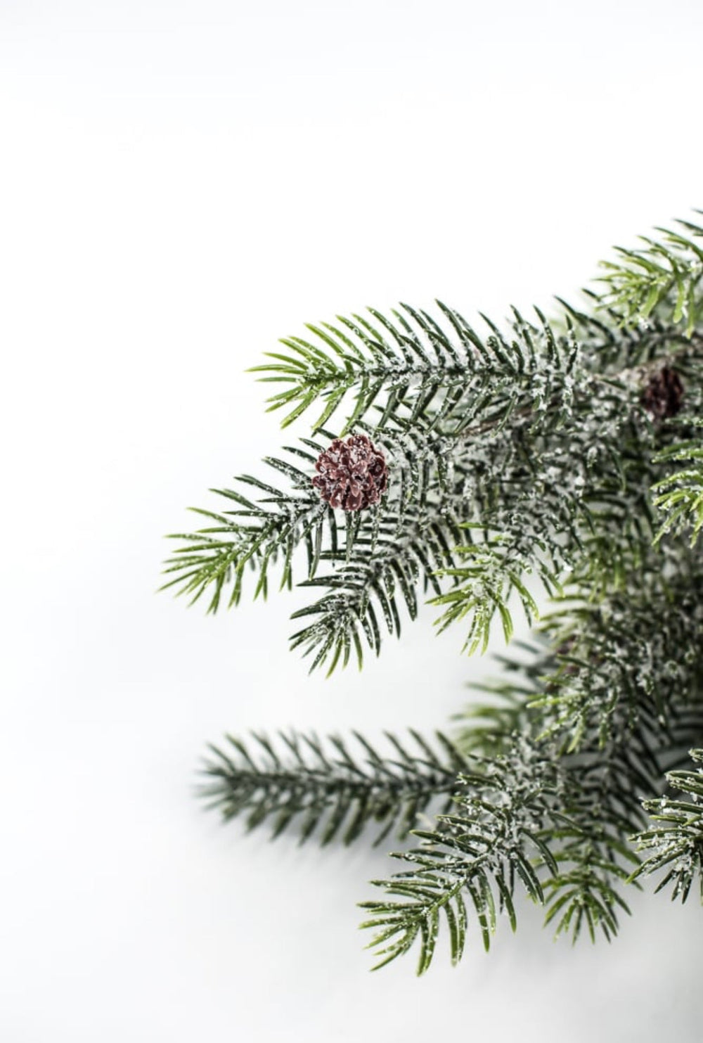 Snowy, evergreen bush with mini cones - Greenery Market84356