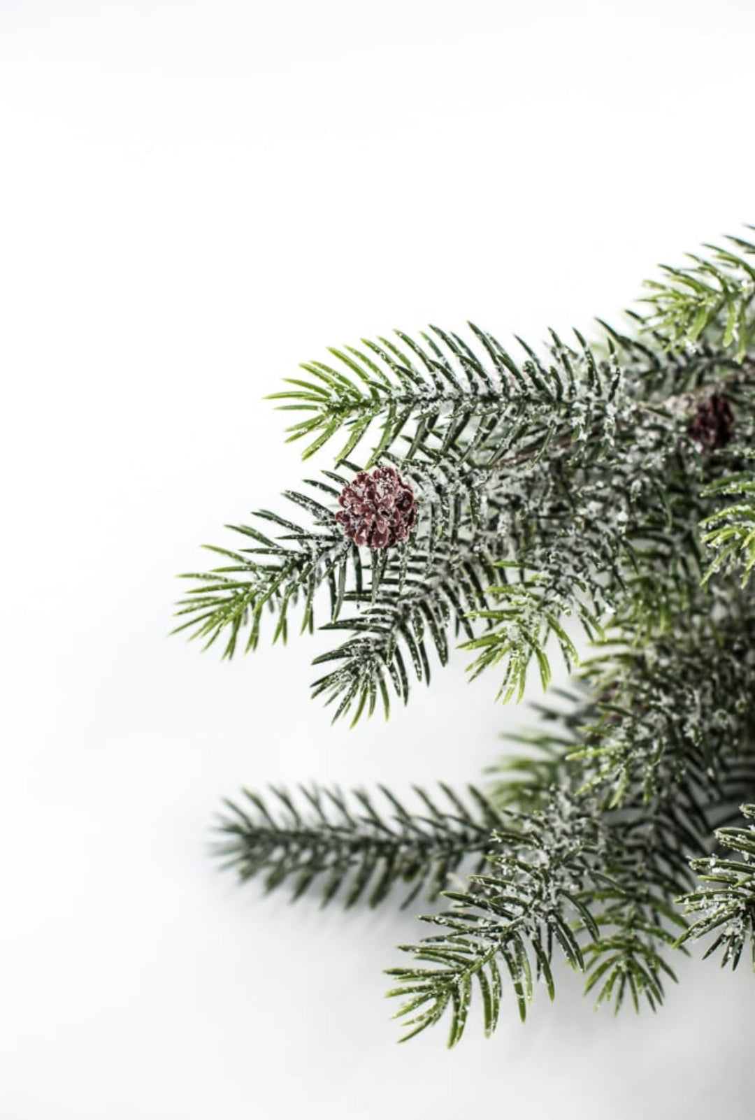 Snowy, evergreen bush with mini cones - Greenery Market84356