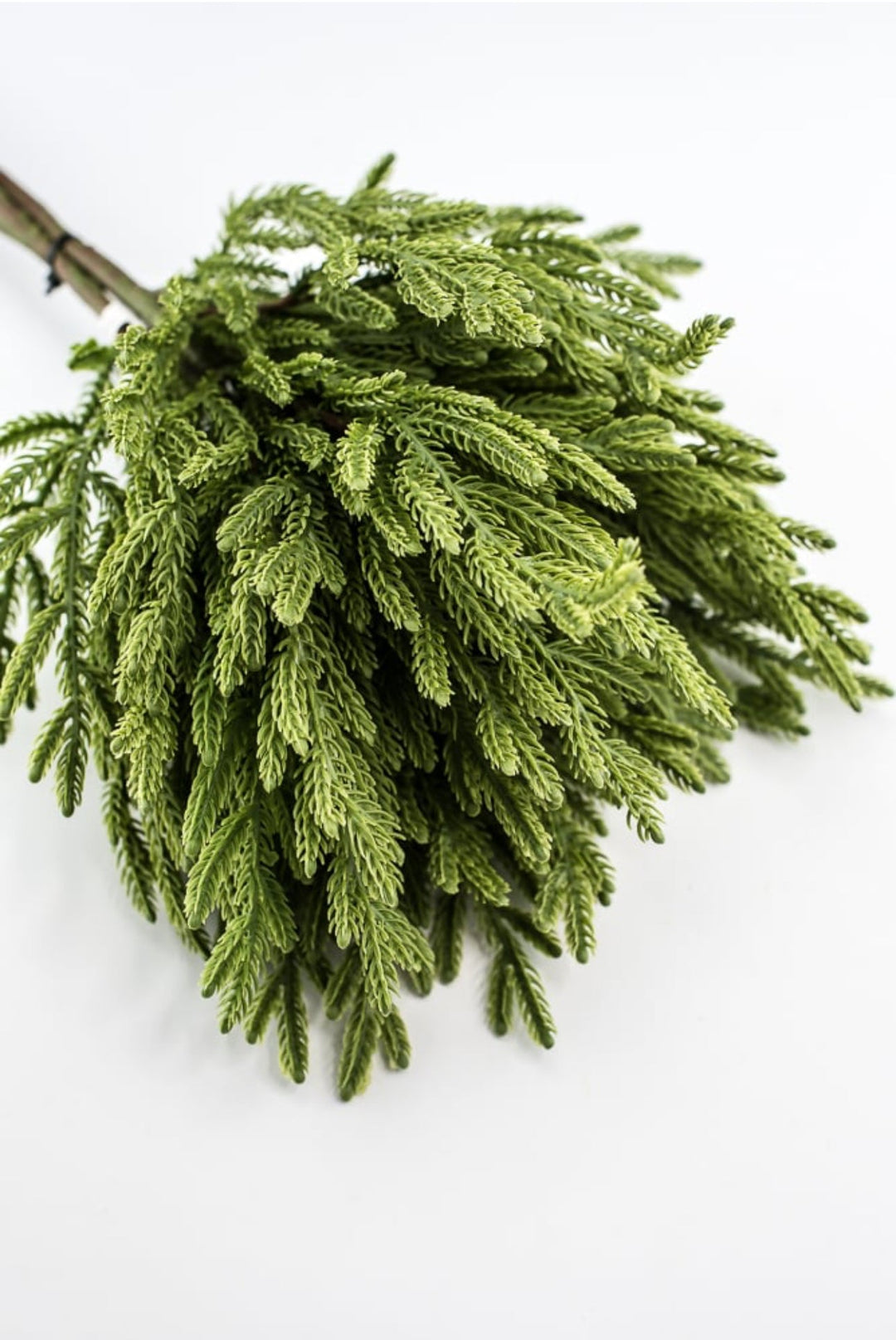 Soft touch Norfolk fir bundle - green - Greenery Market27919