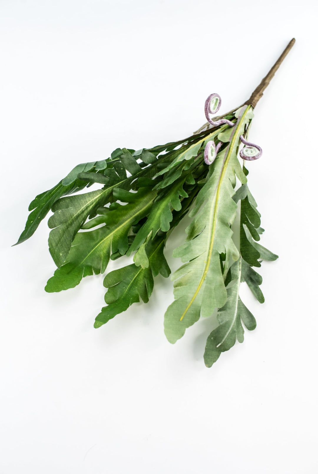 Staghorn fern bush - Greenery Marketgreenery2320071GR