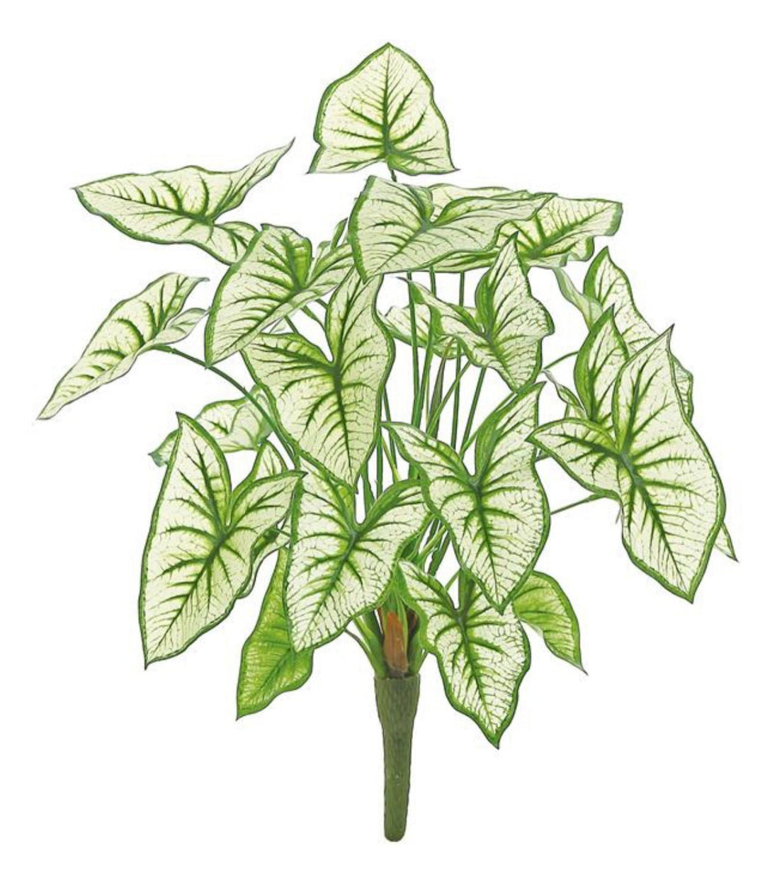 Syngonium Leaf bush - cream green - Greenery MarketFl5933 - cg