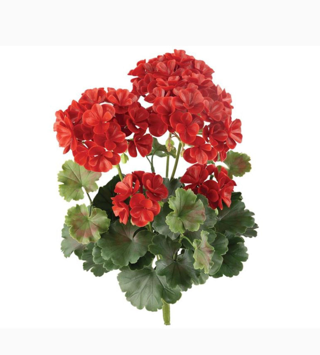 UV protected outdoor geranium bush, red - Greenery Market6147 - R