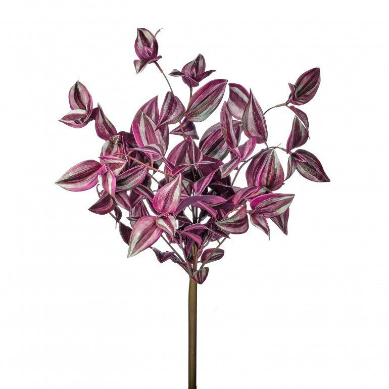 UV protected Tradescanthia Bush - Purple - Greenery MarketMTF24534 PUGR