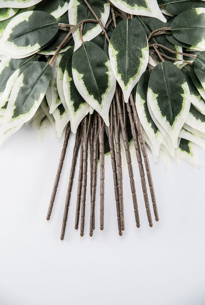 Variegated Ficus spray - 1 dozen sprays - Greenery Marketgreenery57000 - VARIEGAT