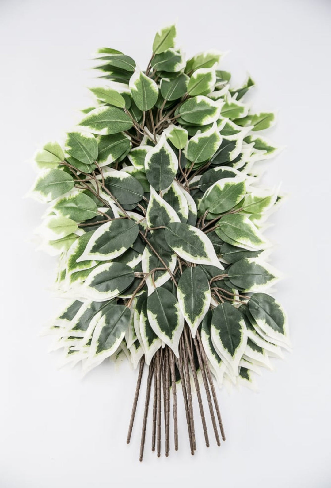 Variegated Ficus spray - 1 dozen sprays - Greenery Marketgreenery57000 - VARIEGAT