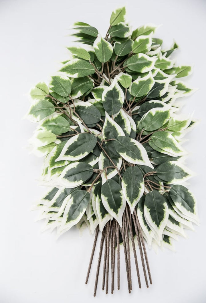 Variegated Ficus spray - 1 dozen sprays - Greenery Marketgreenery57000 - VARIEGAT