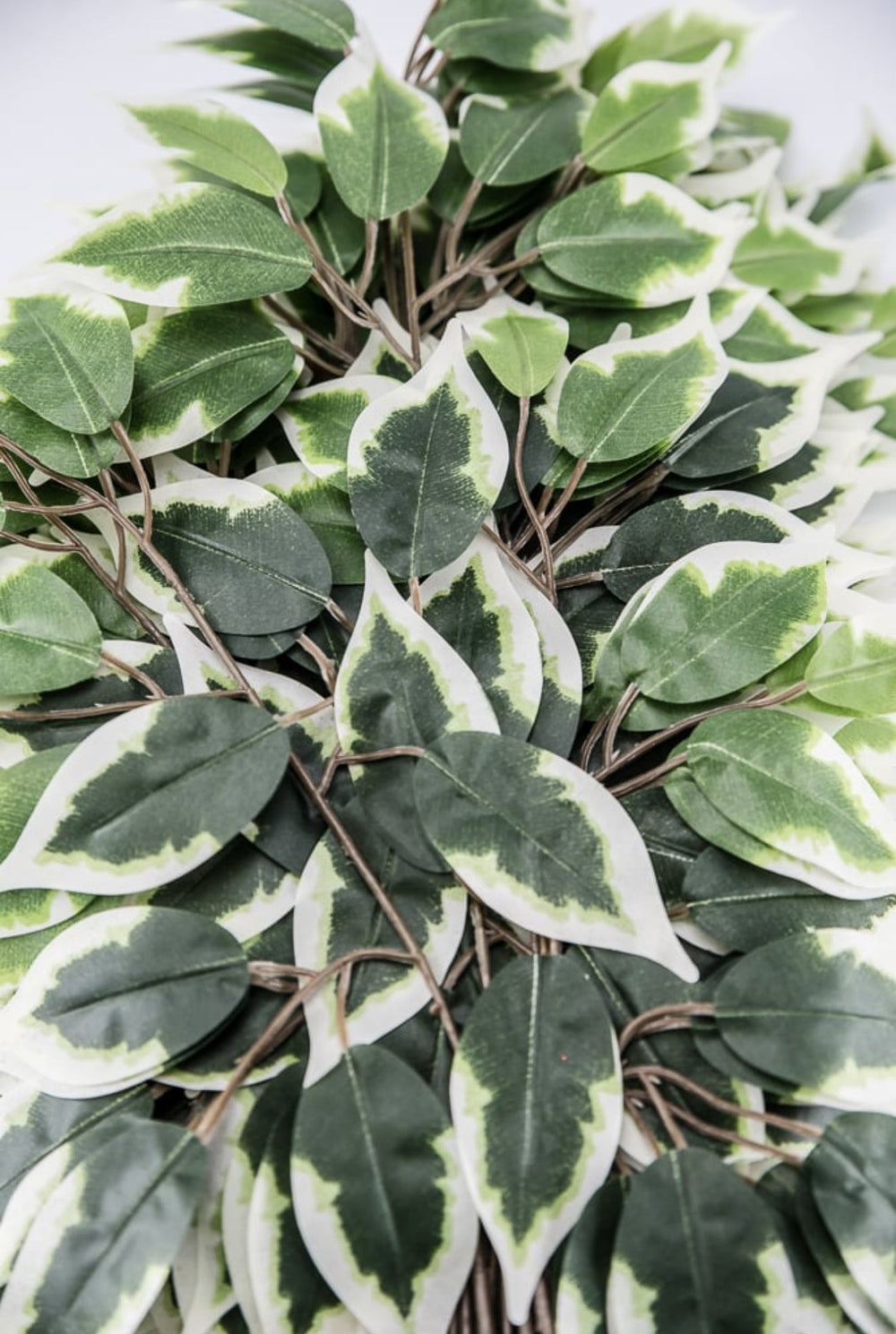 Variegated Ficus spray - 1 dozen sprays - Greenery Marketgreenery57000 - VARIEGAT