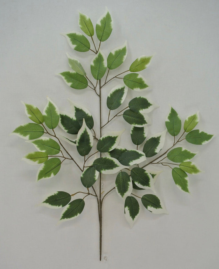 Variegated Ficus spray - 1 dozen sprays - Greenery Marketgreenery57000 - VARIEGAT