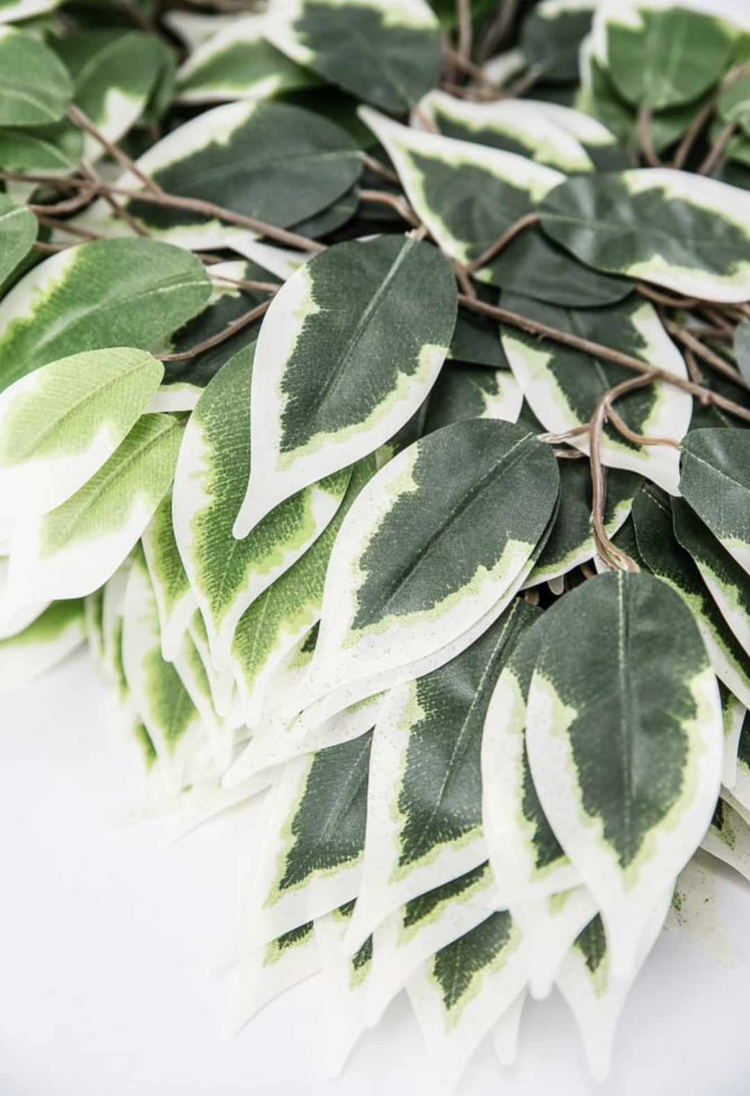 Variegated Ficus spray - 1 dozen sprays - Greenery Marketgreenery57000 - VARIEGAT