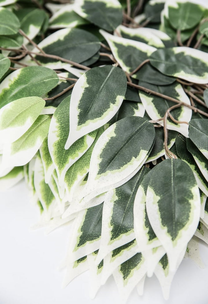 Variegated Ficus spray - 1 dozen sprays - Greenery Marketgreenery57000 - VARIEGAT