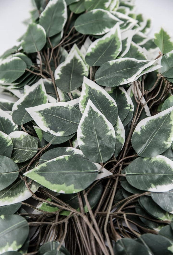 Variegated Ficus spray - 1 dozen sprays - Greenery MarketgreeneryFG505431