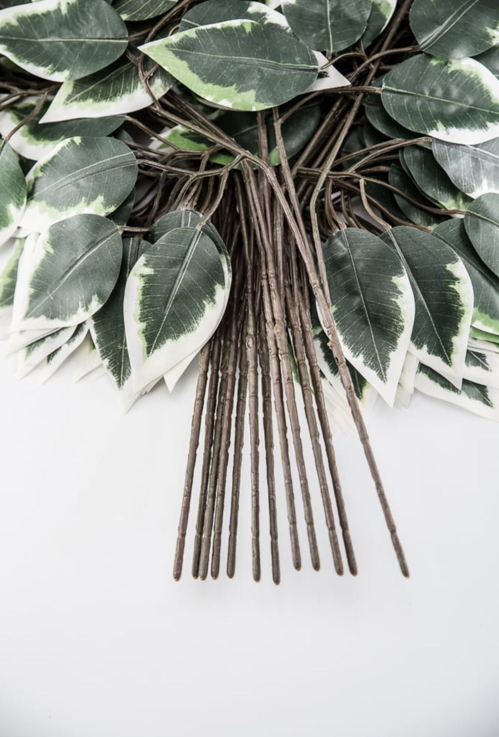 Variegated Ficus spray - 1 dozen sprays - Greenery MarketgreeneryFG505431