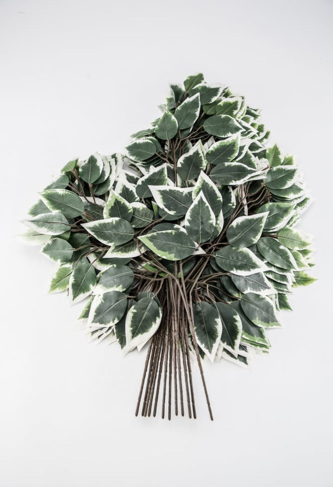 Variegated Ficus spray - 1 dozen sprays - Greenery MarketgreeneryFG505431