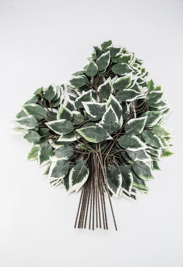 Variegated Ficus spray - 1 dozen sprays - Greenery MarketgreeneryFG505431