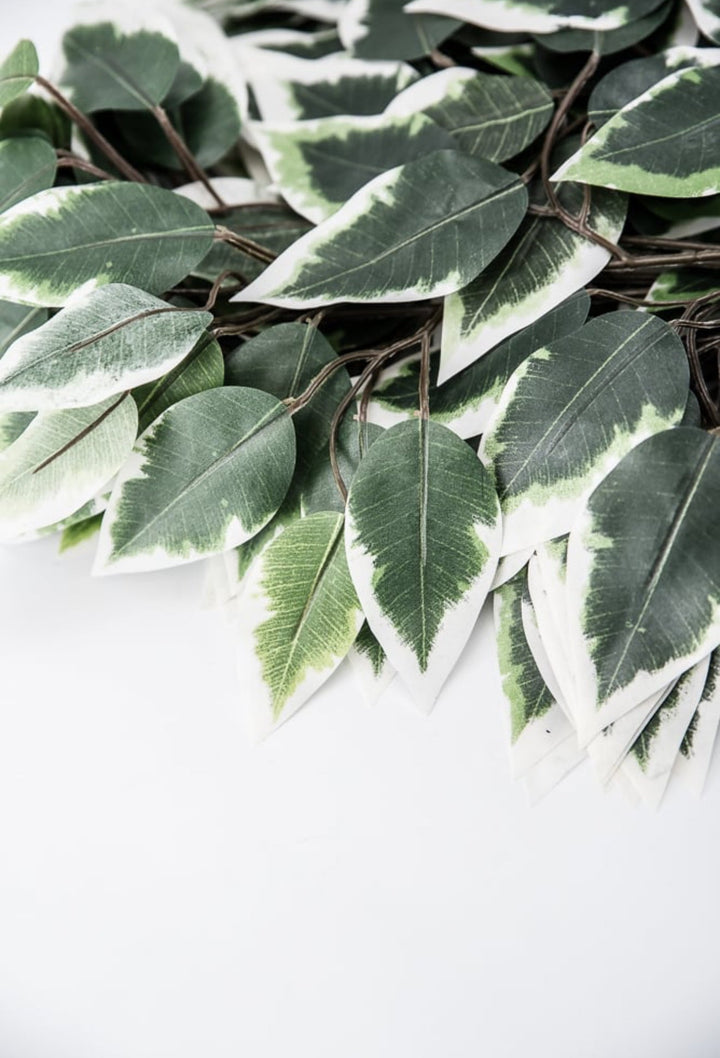 Variegated Ficus spray - 1 dozen sprays - Greenery MarketgreeneryFG505431