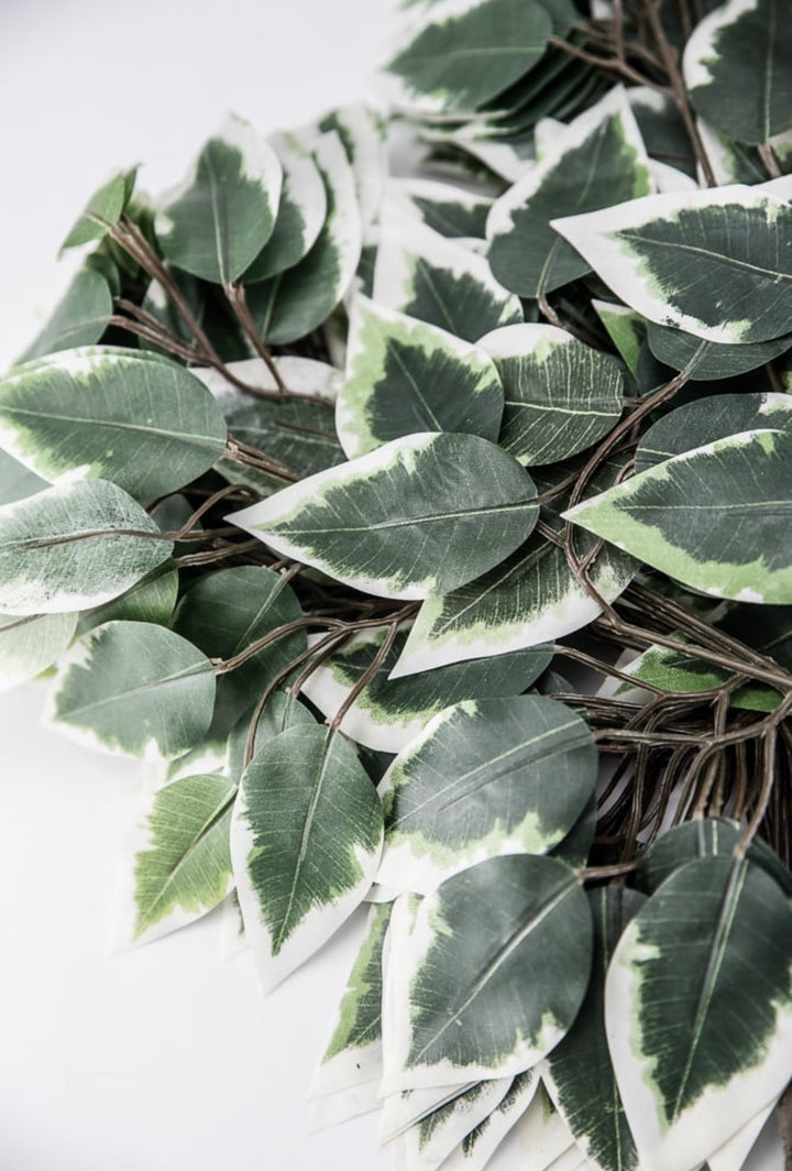 Variegated Ficus spray - 1 dozen sprays - Greenery MarketgreeneryFG505431