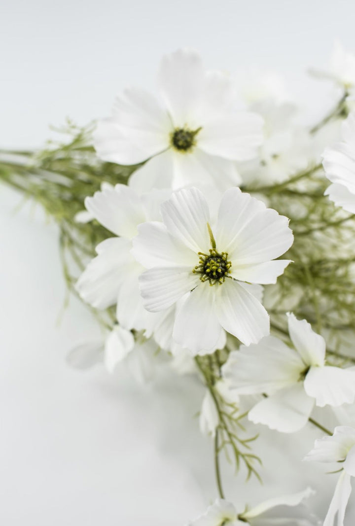 White Garden Cosmos Bush - Greenery Market63664CM