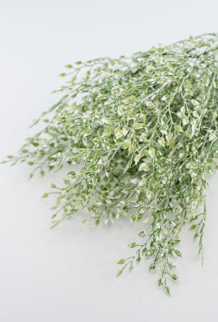 White tipped button vine leaves greenery bush - Greenery MarketArtificial Flora2825239LG