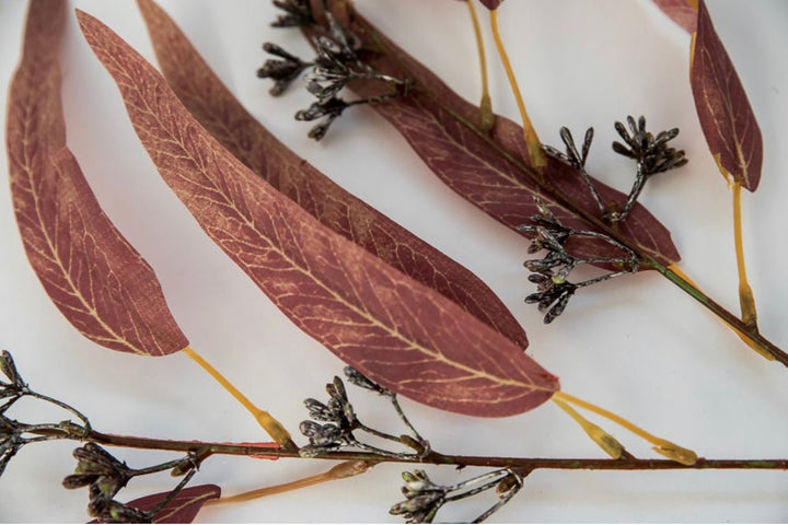 Artificial, blade eucalyptus spray - brown - Greenery MarketArtificial Flora26421