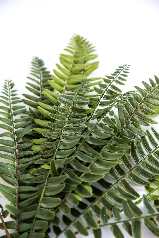 Artificial fern bush, soft touch greenery bush - Greenery Marketgreenery25791