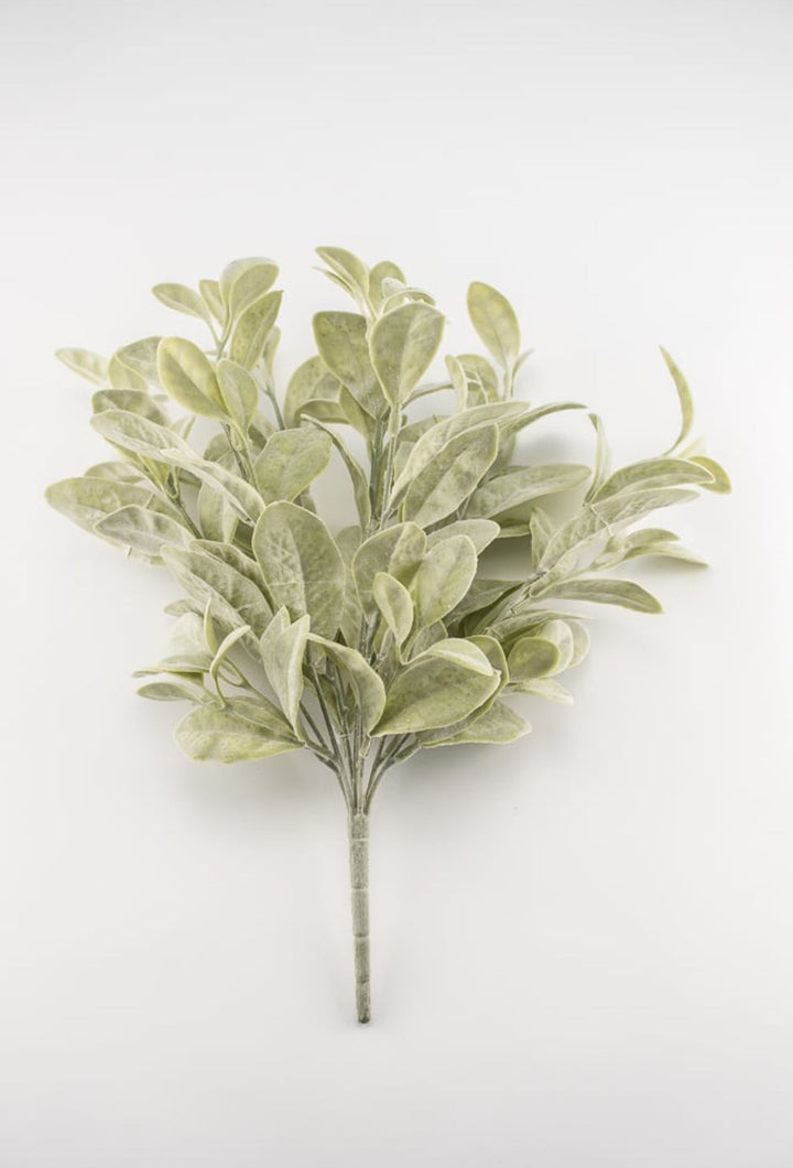 Bay leaf bush green - Greenery Marketgreenery2320108FG