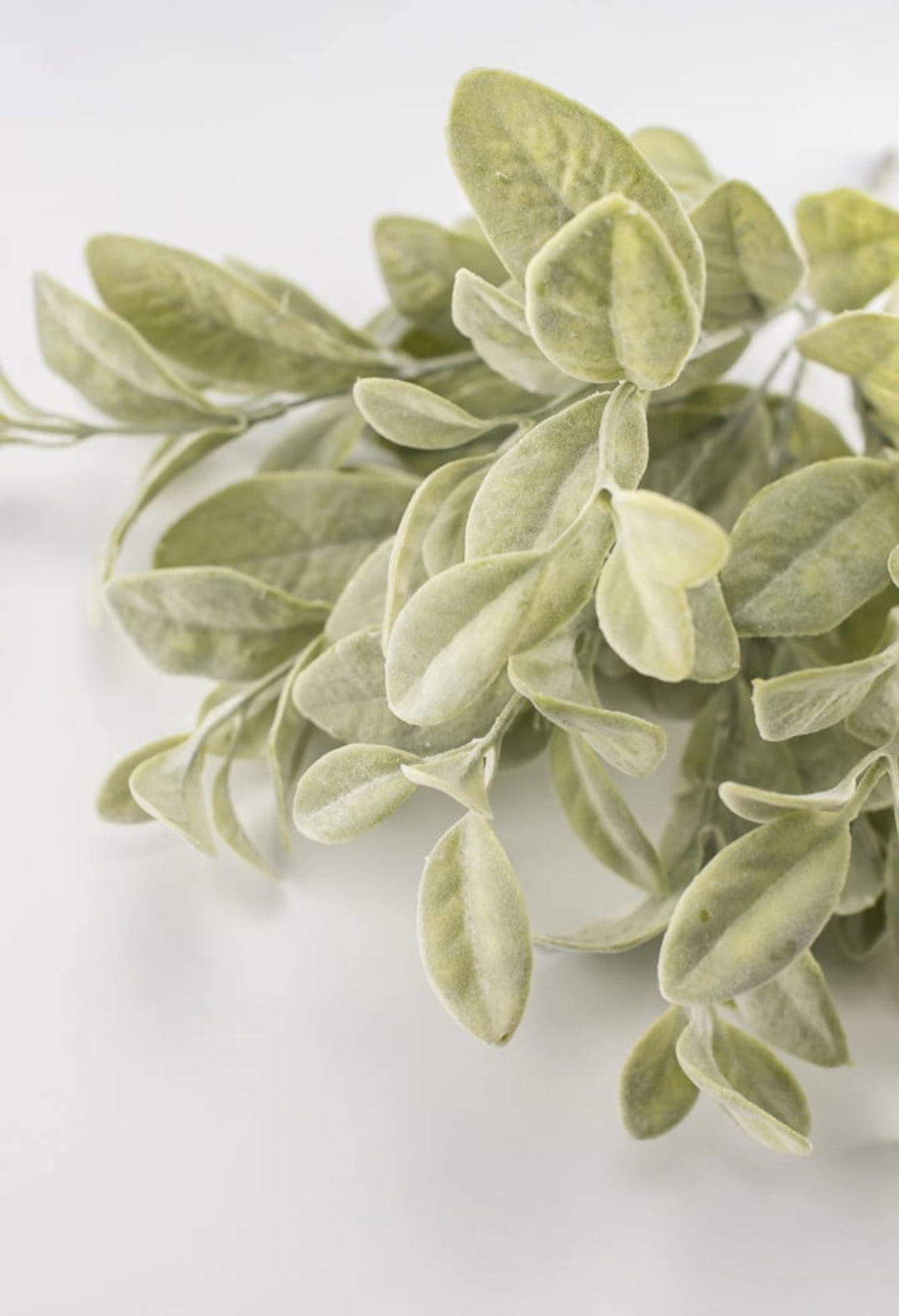 Bay leaf bush green - Greenery Marketgreenery2320108FG