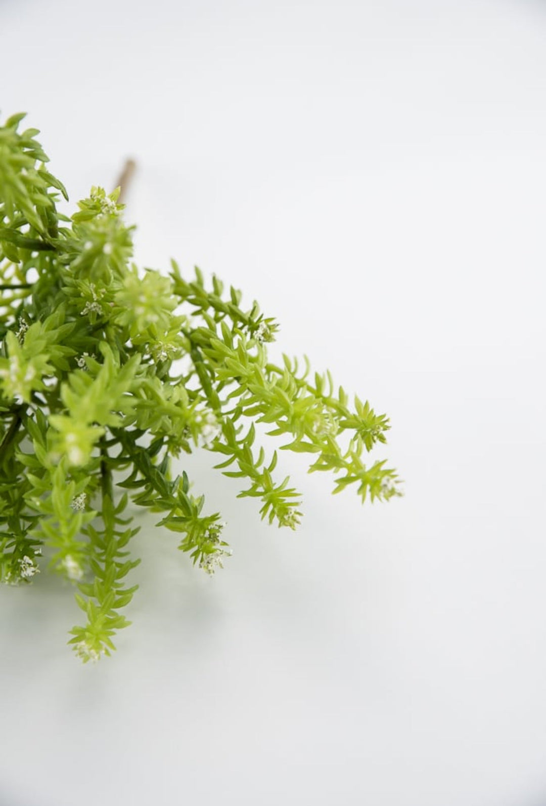 Cream Budding greenery bush - Greenery Market2330016CR