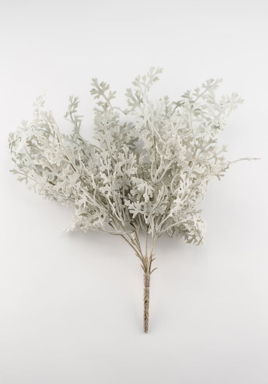Dusty miller bush green - Greenery Marketgreenery2320094FG