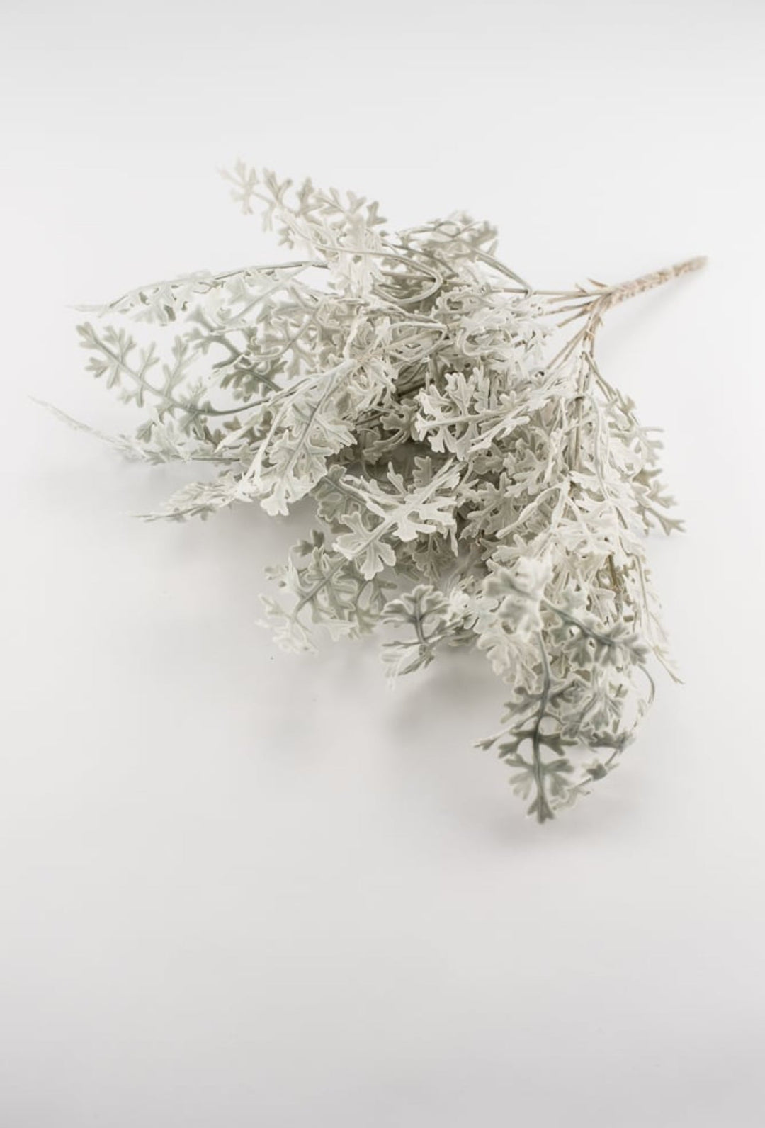 Dusty miller bush green - Greenery Marketgreenery2320094FG