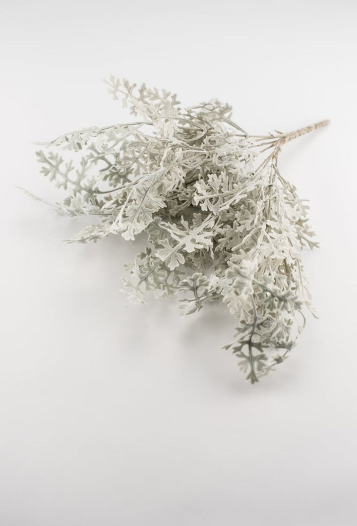 Dusty miller bush green - Greenery Marketgreenery2320094FG