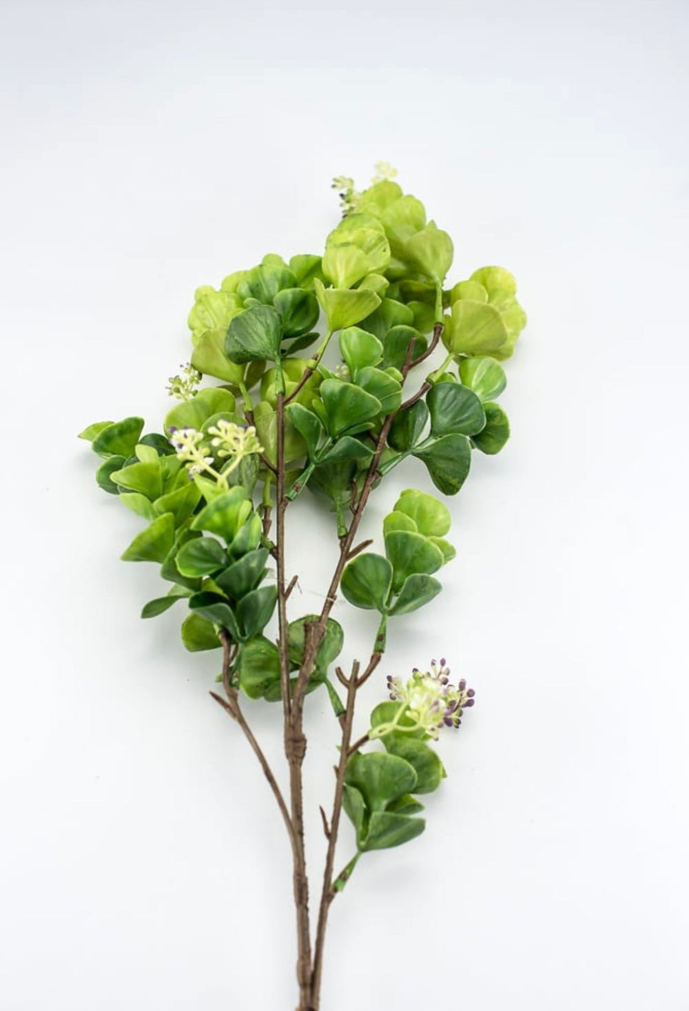 Eucalyptus with purple seeds spray - Greenery Market2310435GP