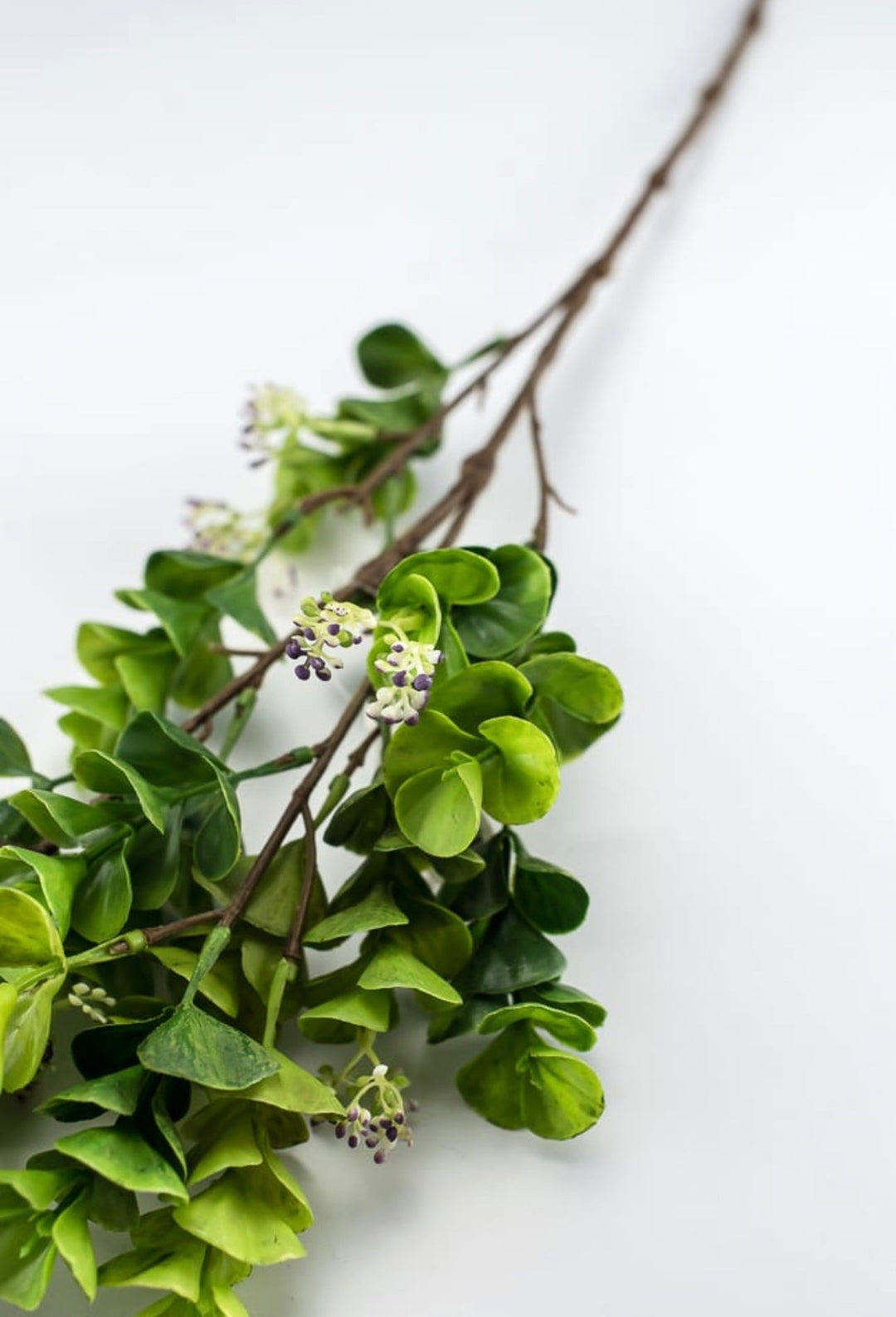 Eucalyptus with purple seeds spray - Greenery Market2310435GP